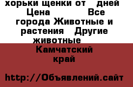 хорьки щенки от 35дней › Цена ­ 4 000 - Все города Животные и растения » Другие животные   . Камчатский край